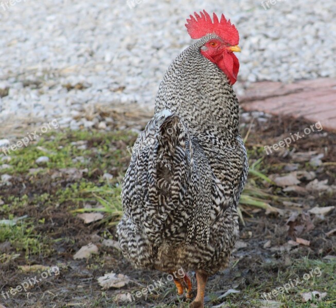 Rooster Farm Animal Poultry Free Photos