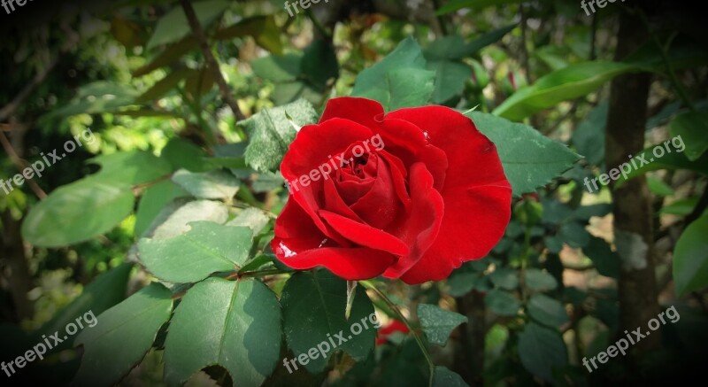 Rose Flower Red Plants Love