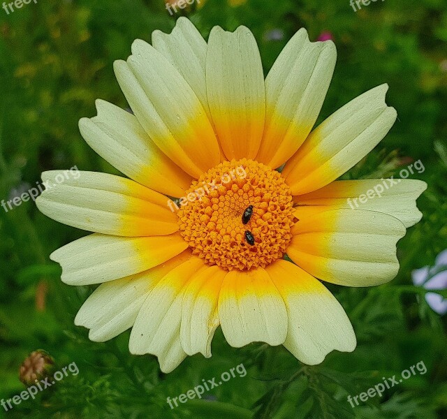 Blossom Bloom Yellow Flora Sunflower