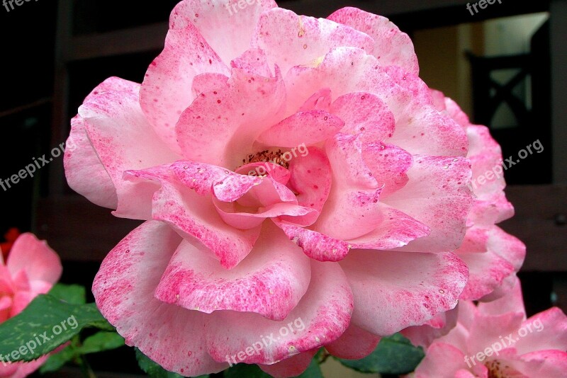 Rose Flower Pink Clear Garden