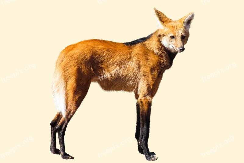 Animal World Predator Wild Wolf Maned Wolf