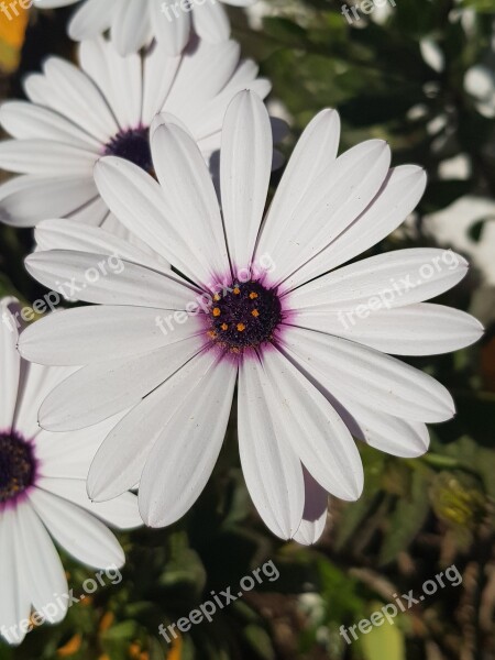 Flower Plant Daisy Garden Free Photos