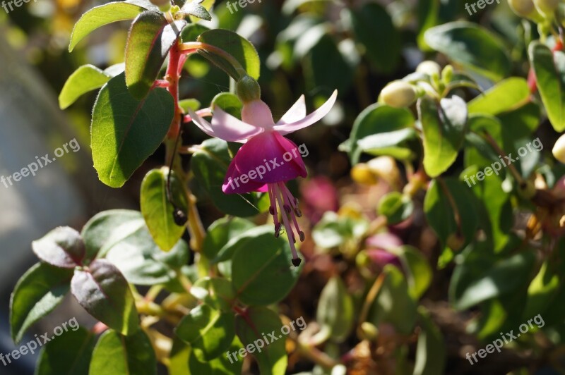 Fuchsia Flower Sun Nature Free Photos