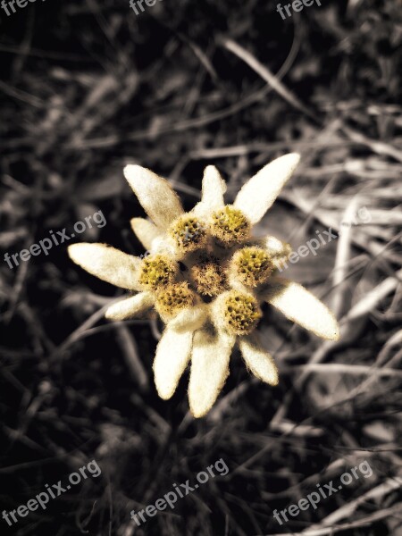 Edelweiss Flower Mountain Beautiful Summer