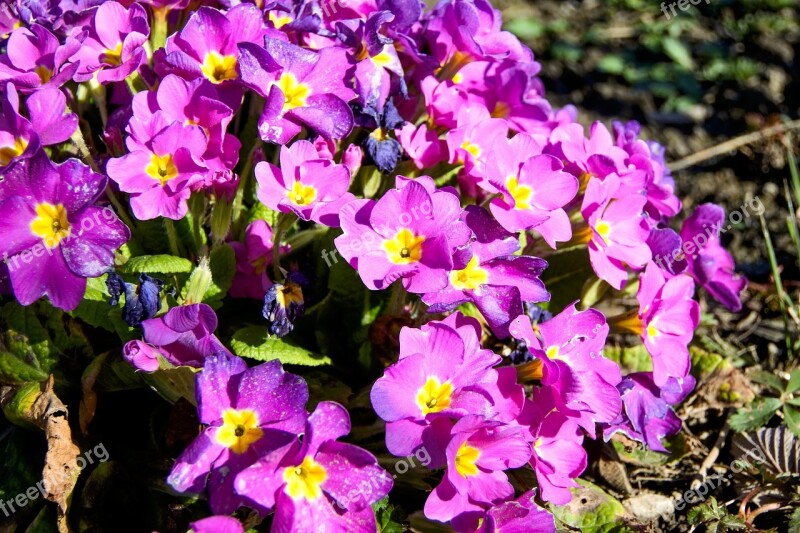 Primroses Spring Nature Garden Early Bloomer