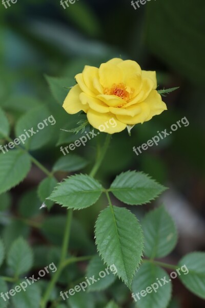 Yellow Flower Rose Leave Green Garden