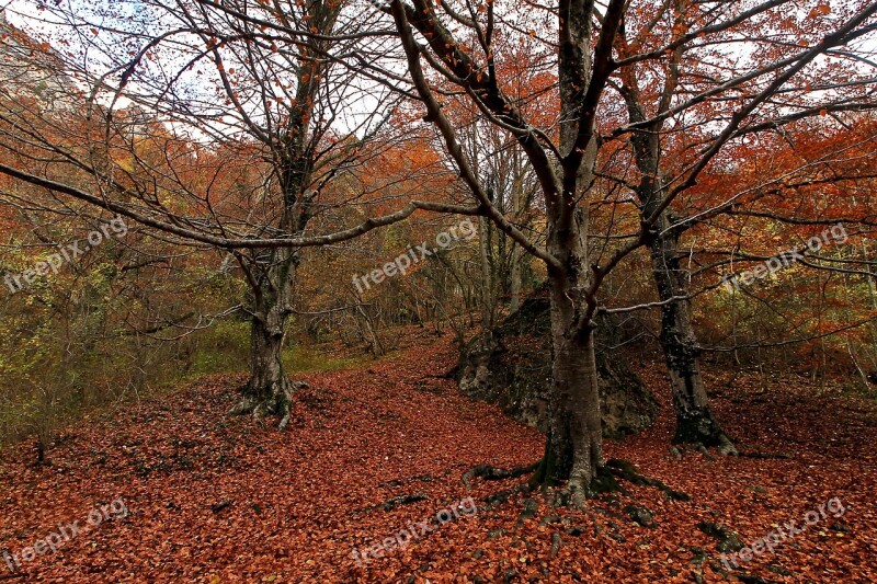 Forest Autumn Trees Landscape Nature