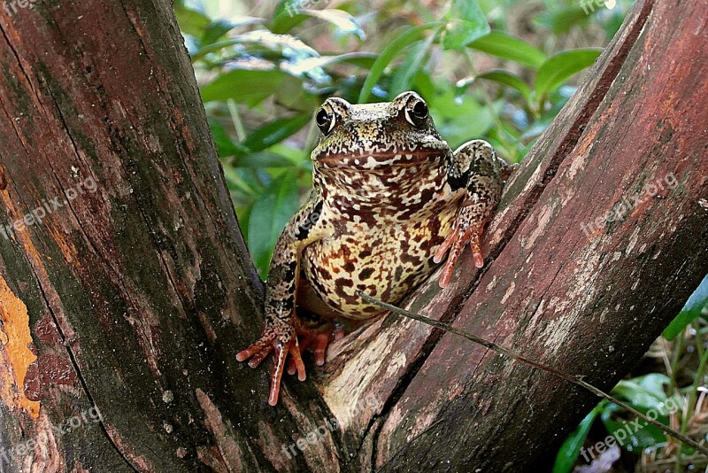 The Frog Amphibian Animals Nature Meeting