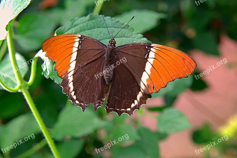 Rusty-tipped Page Butterfly Wings Black Green Butterflies