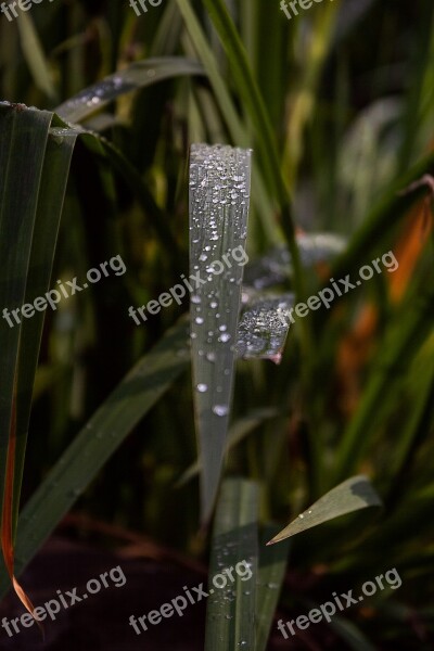 Drop Of Water Blade Of Grass Drip Water Grass