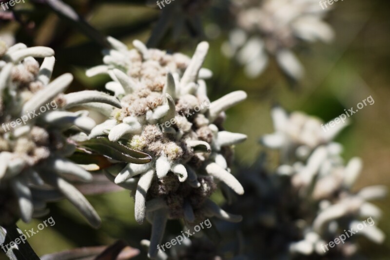 Edelweiss Alpine Nature Conservation Free Photos