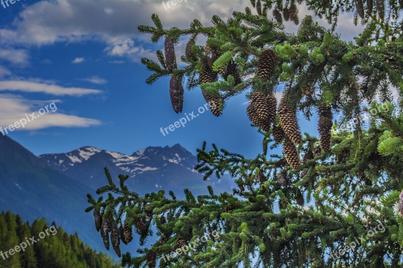 Fir Tree Nature Trees Landscape