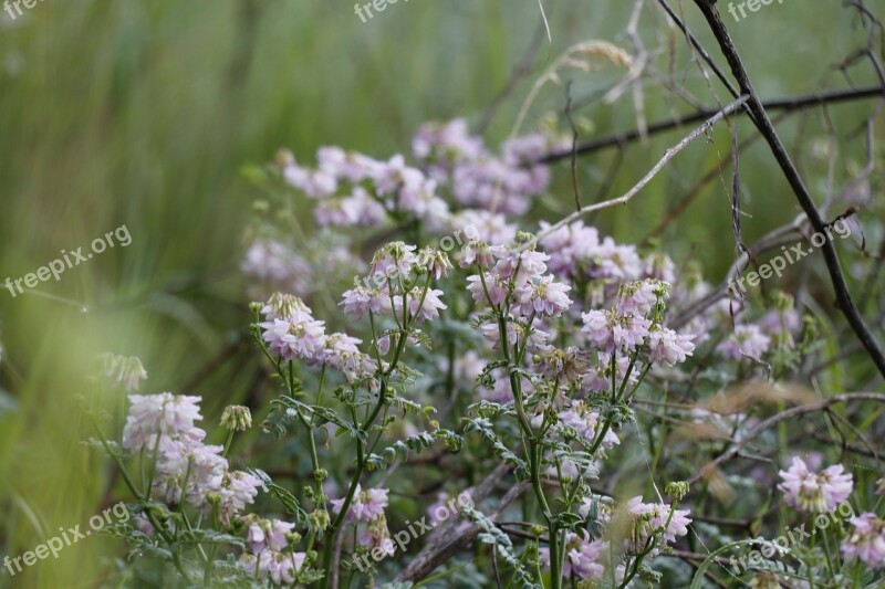 Summer Motley Grass Meadows Flowers Flora