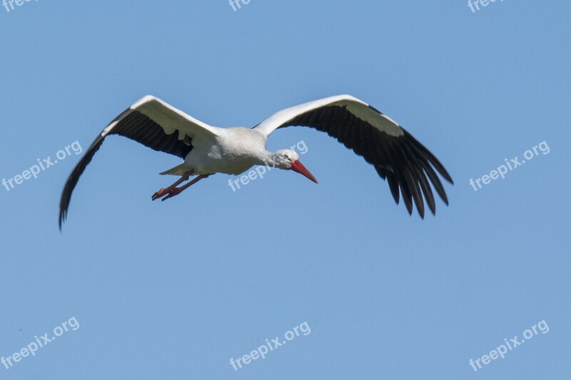 Stork Bird Wings Birth Pregnancy