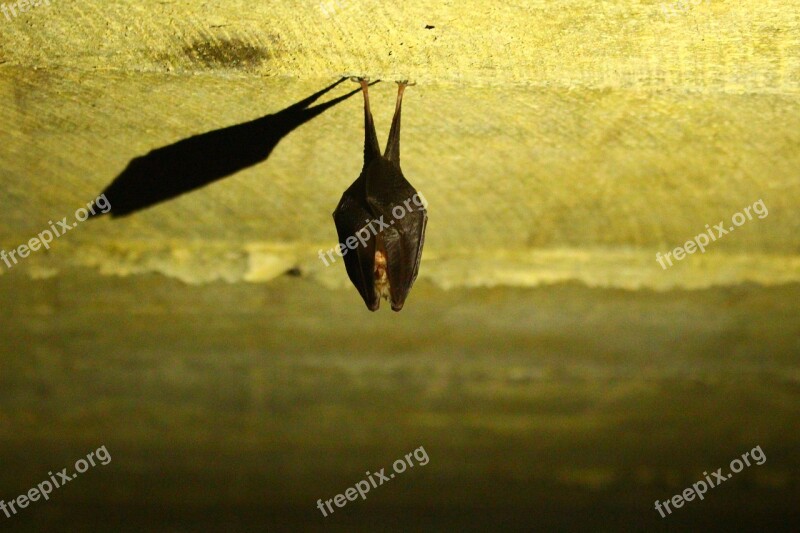 Bat Animals Cute Vampire Nature