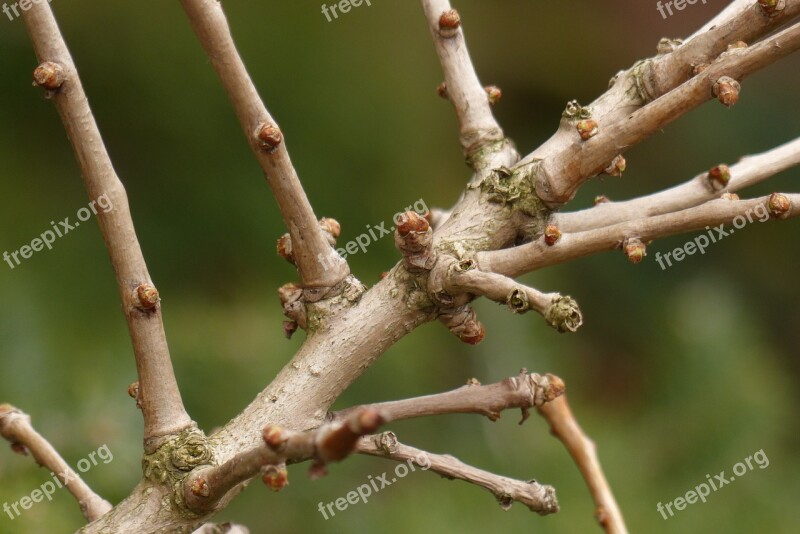 Nature Forest Tree Autumn Wood