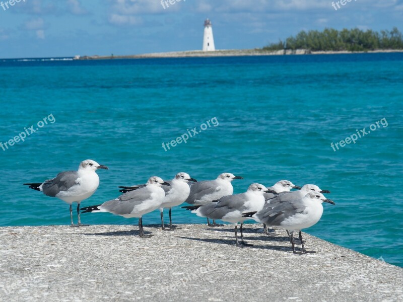 Birds Seagulls Lighthouse Ocean Sea