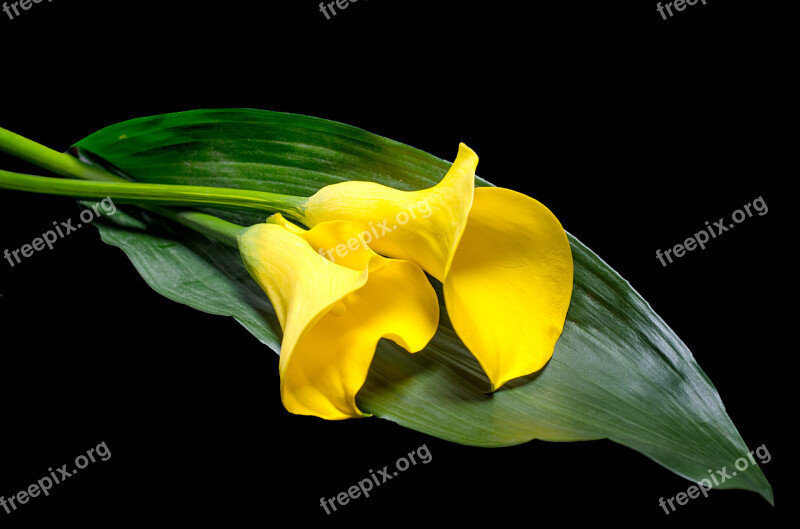 Calla Leaf Flower Nature Blossom