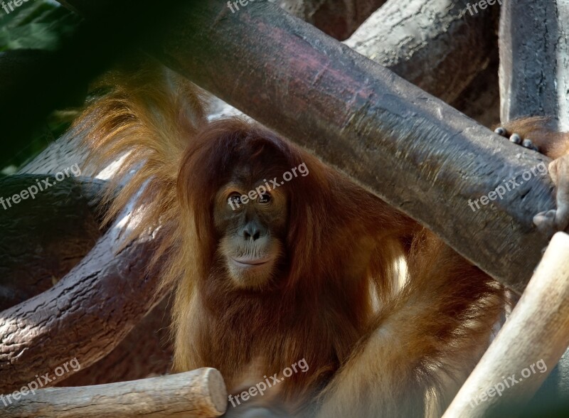 Animal Monkey Orangutan The Red-haired Rainforest