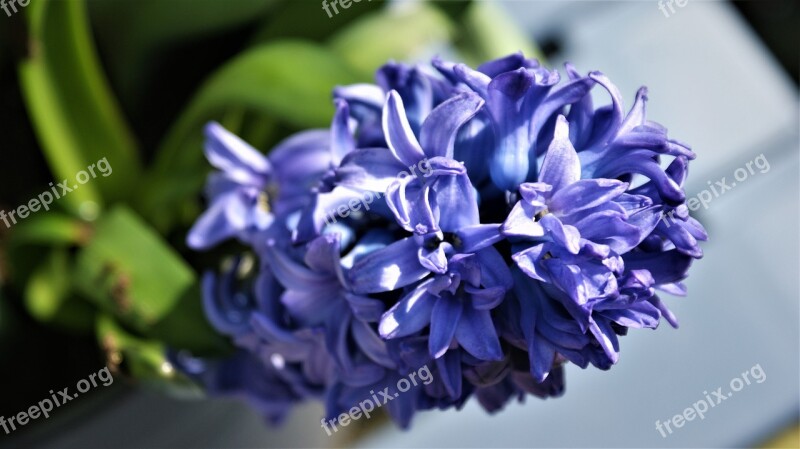 Flower Purple Hyacinth Spring Fragrant