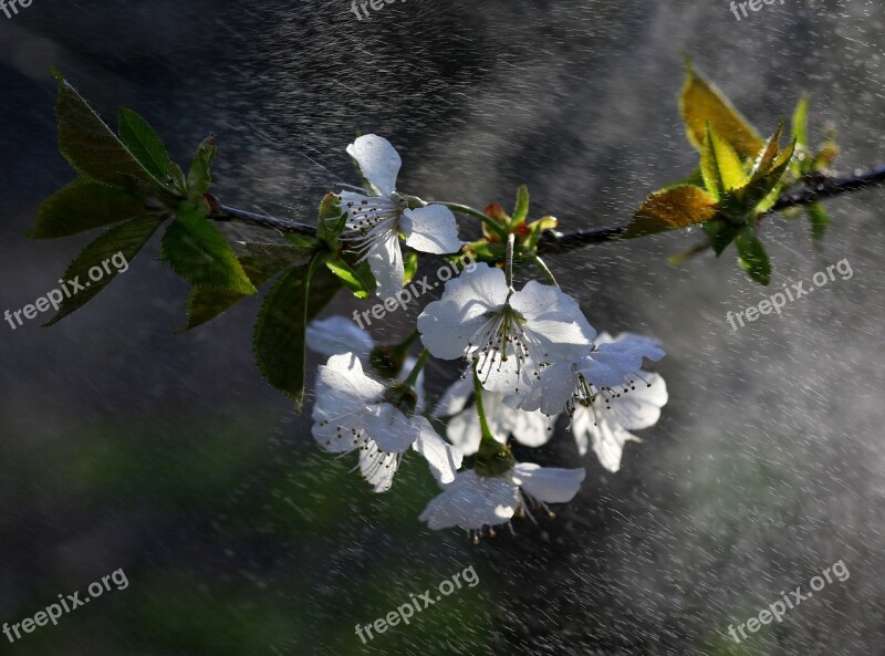 Flowers White Water Splash Casey