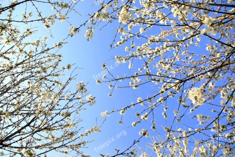 Flowers White Casey Tree Spring