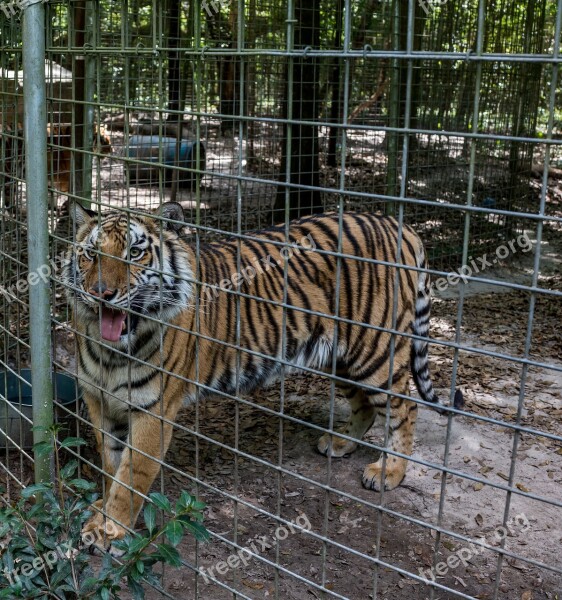 Tiger Rescue Wildlife Animal Nature