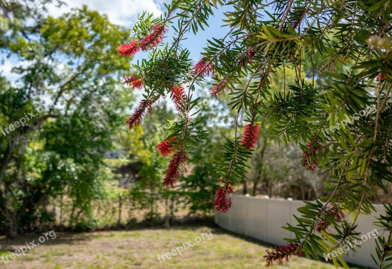 Bottle Brush Flowers Yard Florida Nature Travel