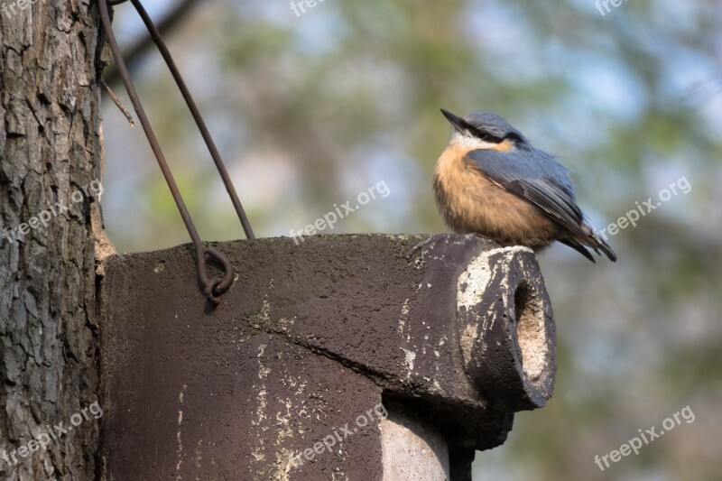 Kleiber Bird Feeder Nesting Box Bird Feeders Bird