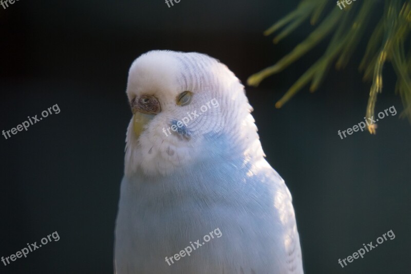 Budgie Sleep Plumage Snooze Nap