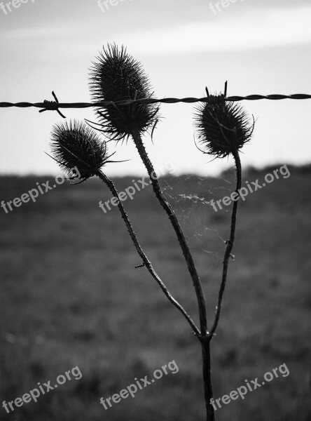 Thistle Flower Nature Thorny Thorns