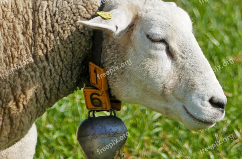 Nature Agriculture Animals Sheep Bell