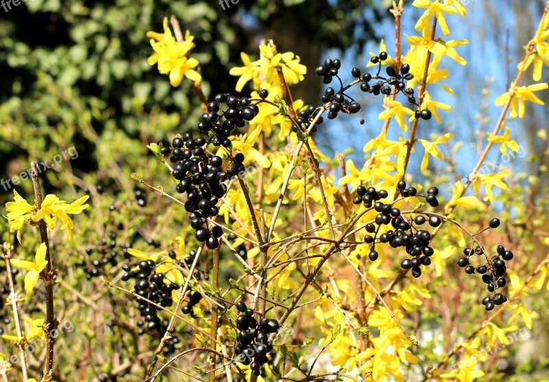 Privet Black Fruit Forsythia Spring Nature