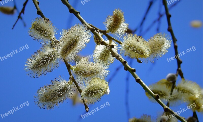 The Basis Of Macro Nature Spring The Delicacy