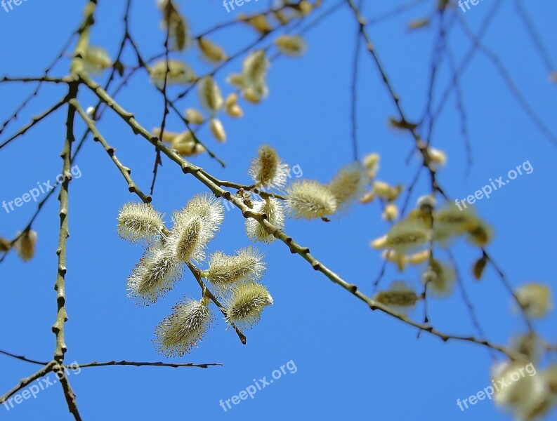 The Basis Of Spring Plant Branch The Delicacy