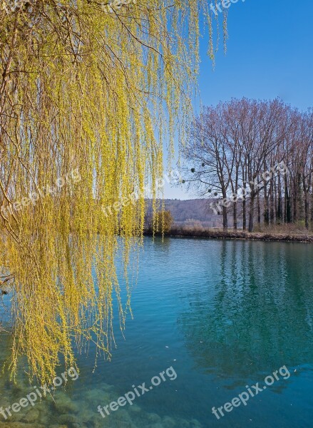 Weeping Willow Pasture River Deciduous Tree Spring