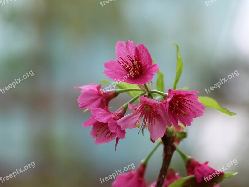 Sakura Spring Pink Bloom Tree