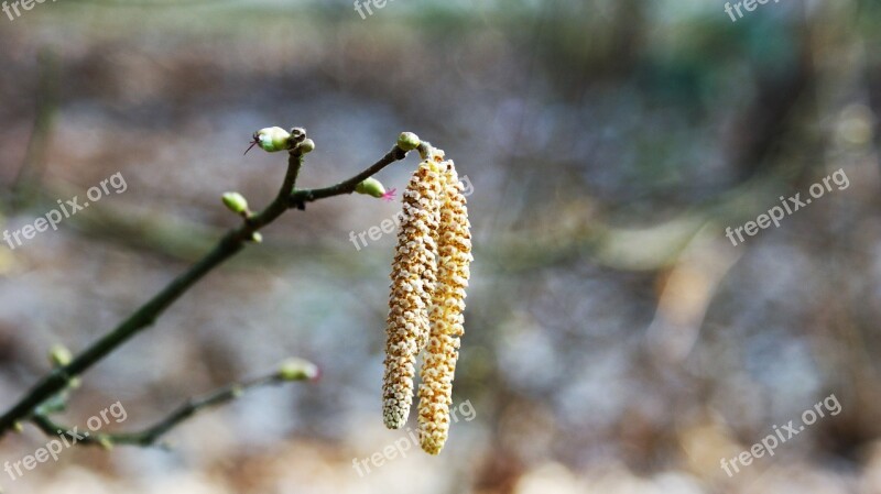 Hazel Pollen Branch Tree Flowers