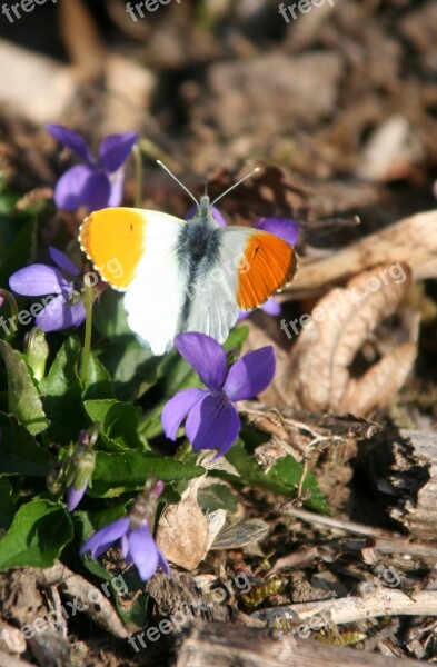 Butterfly Flowers Nature Insects Wing