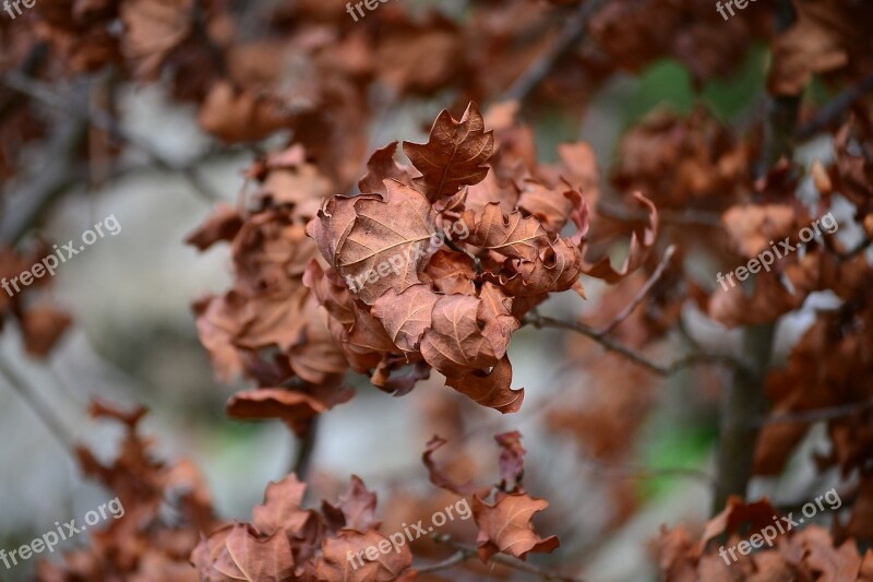 Leaves Autumn Season Nature Forests