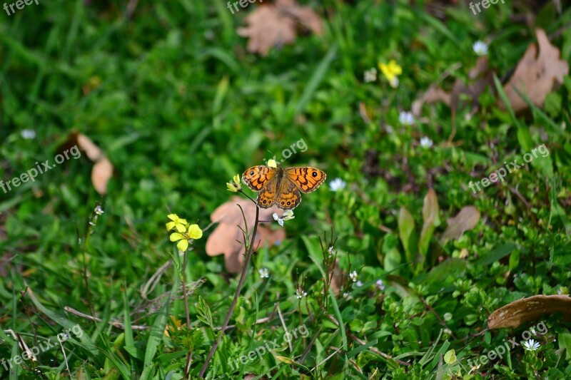 Butterfly Flower Green Spring Colorful