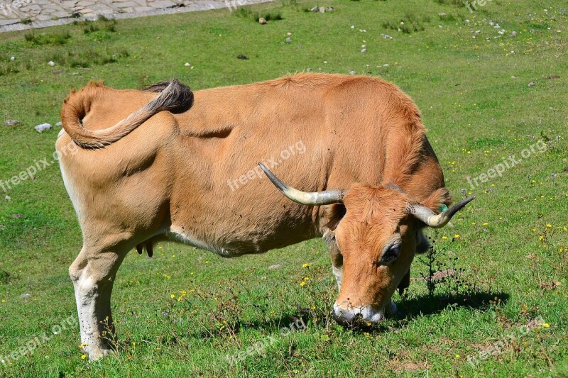 Ox Animal Livestock Farm Mammals