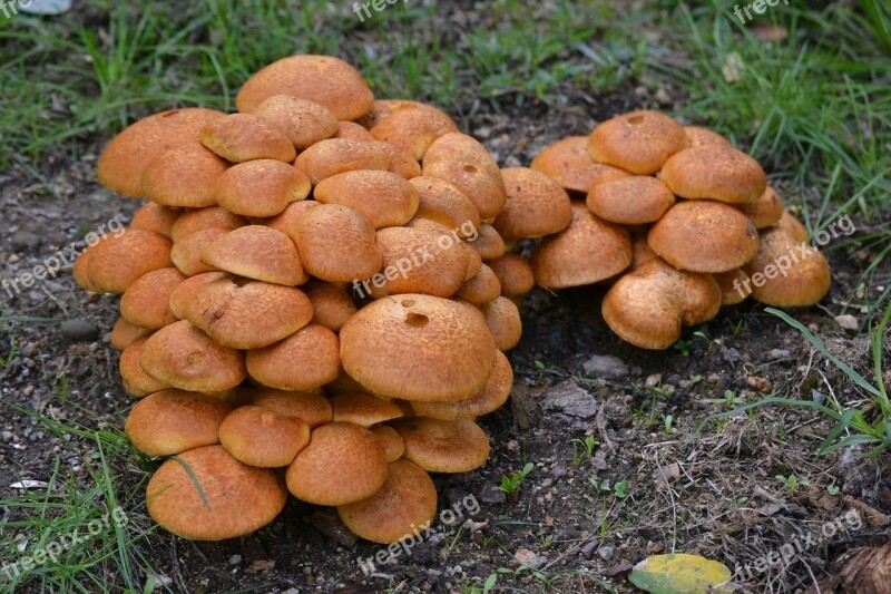 Mushrooms Fungi Autumn Season Damp