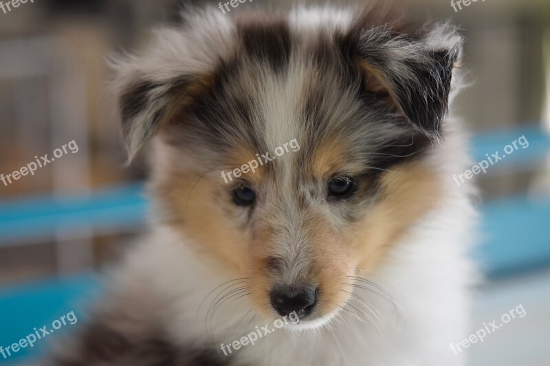 Dog Shetland Sheepdog Dog Shetland Sheepdog Female Shetland Sheepdog Princess Blue