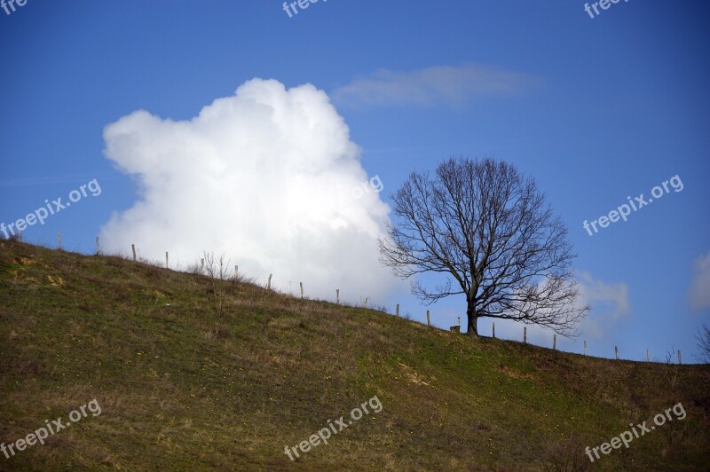 Tree Deciduous Tree Kahl Cloud Cloud Of Bunch Of