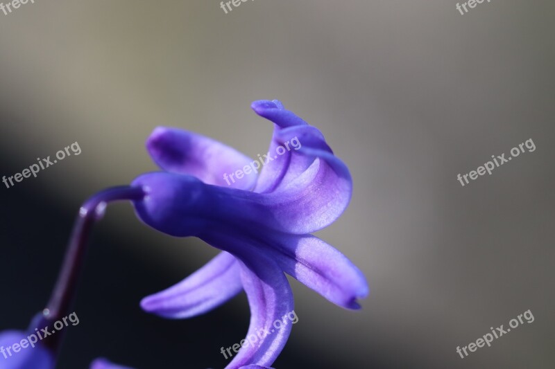 Hyacinth Spring Blue Garden Nature