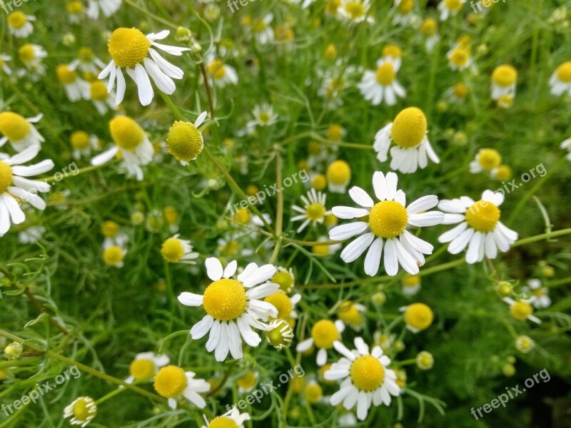 Chamomile Camomile Herbal Nature Plant