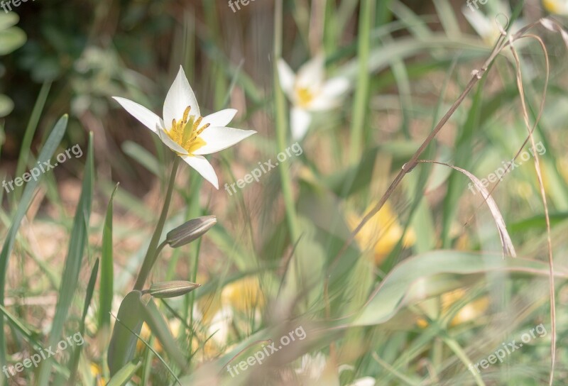 Spring Sun Light Green Grass