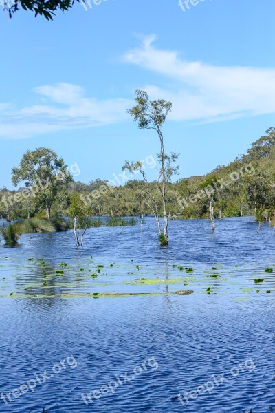 Paperbark Wetland Water Lily Tree Water