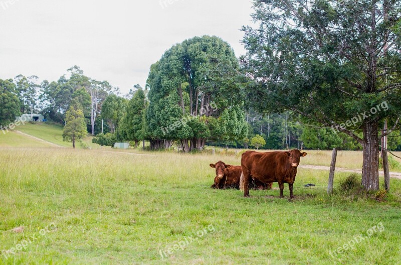 Farm Cow Beef Trees Grass